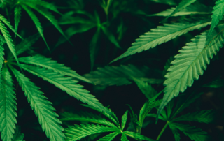 Cannabis Photo by Matthew Brodeur on Unsplash