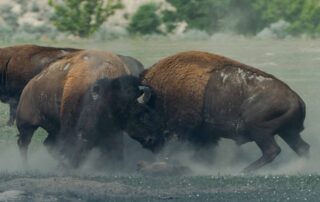 bison fighting