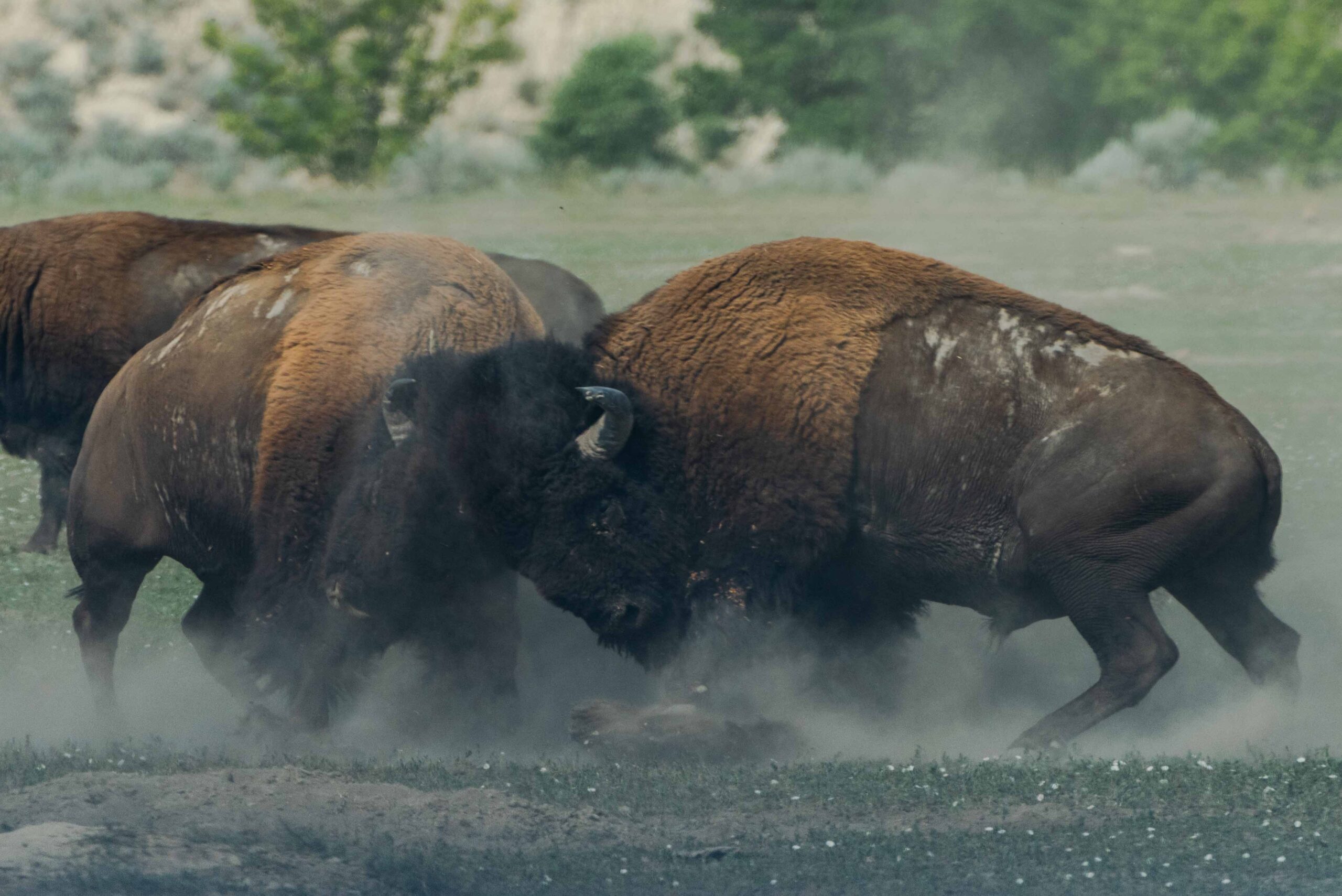 bison fighting