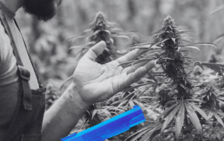 photo of a man holding a gun inspecting cannabis